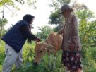 ukur-bobot-sapi