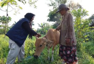 ukur-bobot-sapi