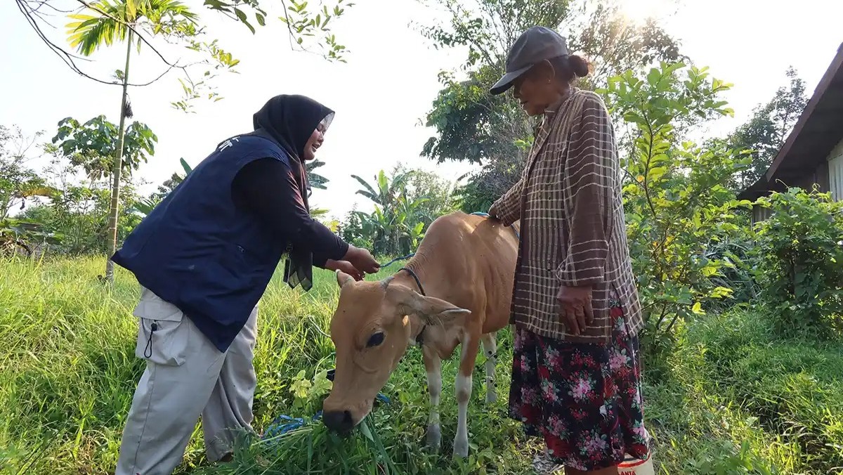 ukur-bobot-sapi